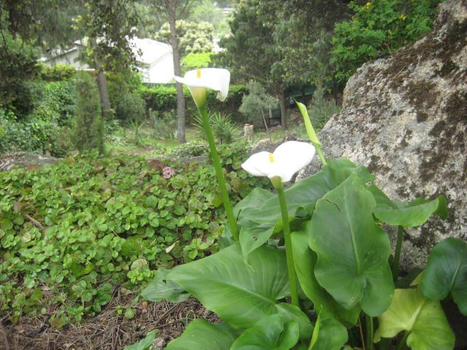 La Rocalla Del Tietar Villa Sotillo de la Adrada Eksteriør billede